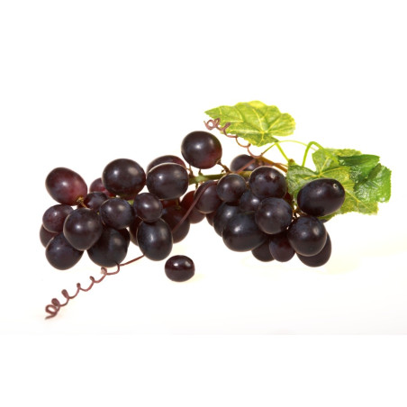 THJ Raisin Super Concentre