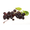 THJ Raisin Super Concentre