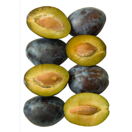 THJ Prune Super Concentre