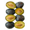 THJ Prune Super Concentre