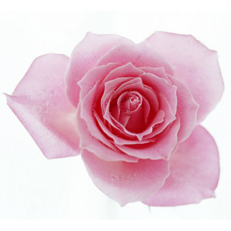 THJ Rose Super Concentre