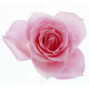 THJ Rose Super Concentre