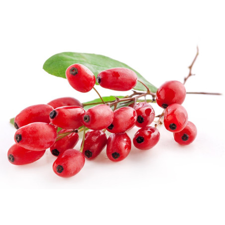 THJ Arôme Gourmet Barberry Naturel