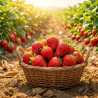 THJ Fraise Super Concentre