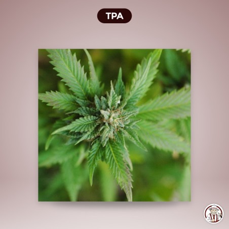 TPA Mary Jane – TPA